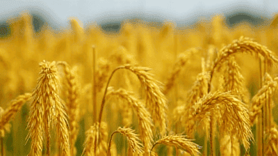 Golden Rice and Vitamin A Deficiency: Can GMOs Solve Malnutrition