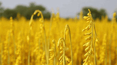 Golden Rice and Vitamin A Deficiency: Can GMOs Solve Malnutrition?